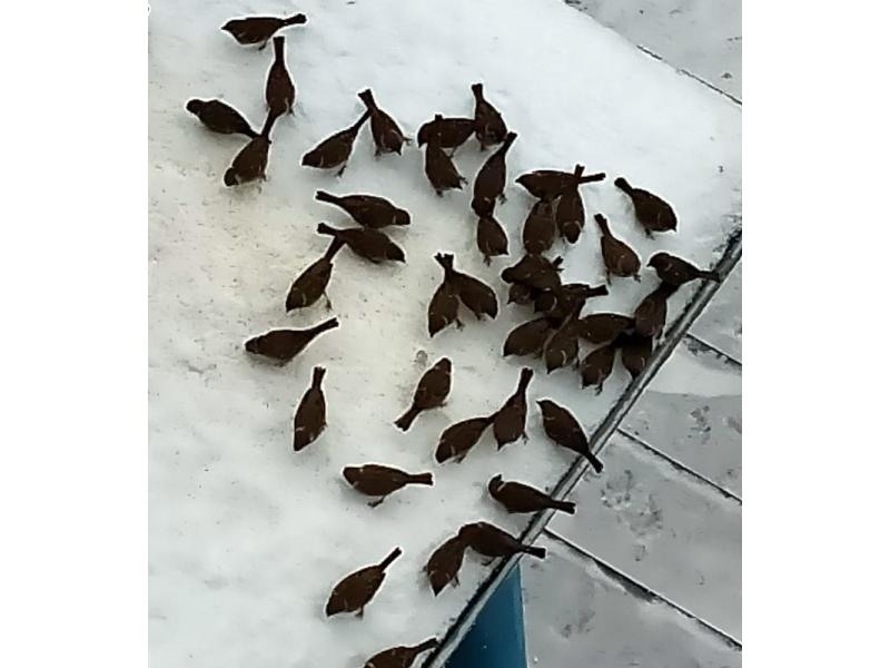 ��� �� �� �������� � ������ ��������: � ������� ����� �������� ��������� �����