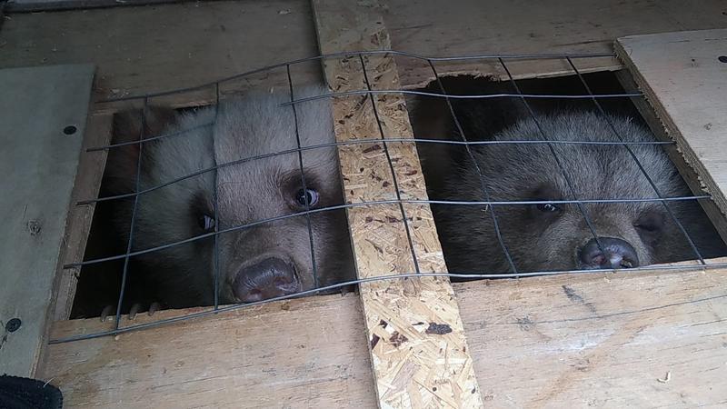 По факту контрабанды медвежат из Сызрани возбуждено уголовное дело