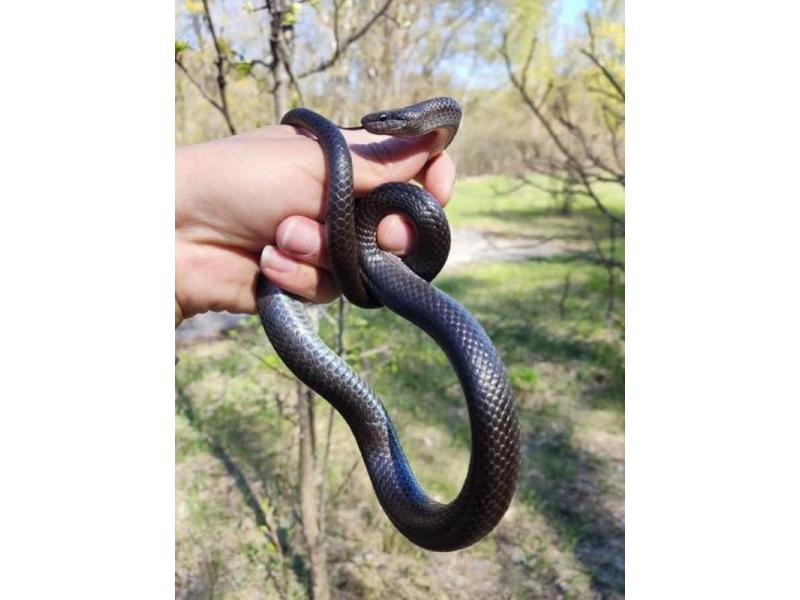 В Самарской области поймали страшную на вид редчайшую змею