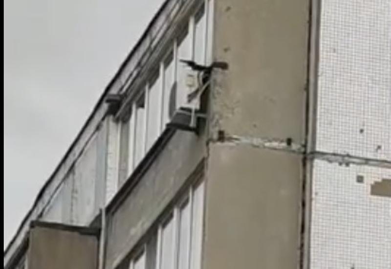 В Сызрани ворона настойчиво пытается ворваться в квартиру: видео «атаки» на жилье