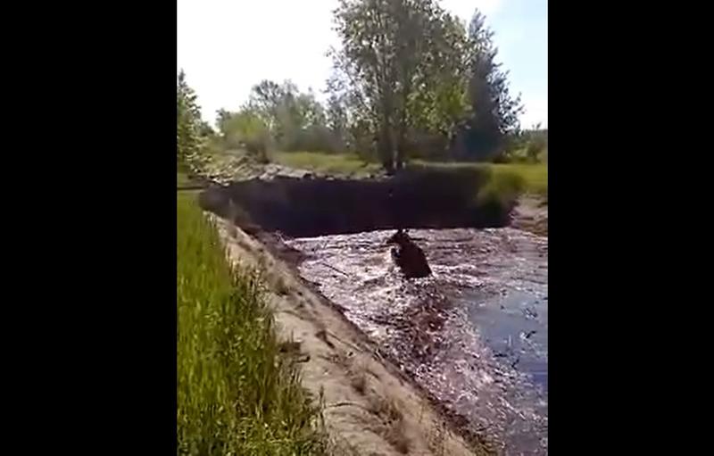 Молодой лось свалился в канал-западню: не теряя ни минуты, люди поспешили на помощь. Видео