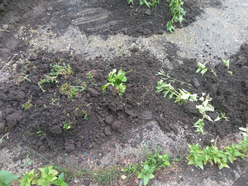 � ������� ����-������������� ������ �� �������� �������, ���������� ���������� �� �������