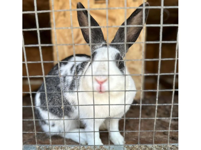 ����������� ���� ���������� - �������� � ������ ���������, � ��������� ����� ���