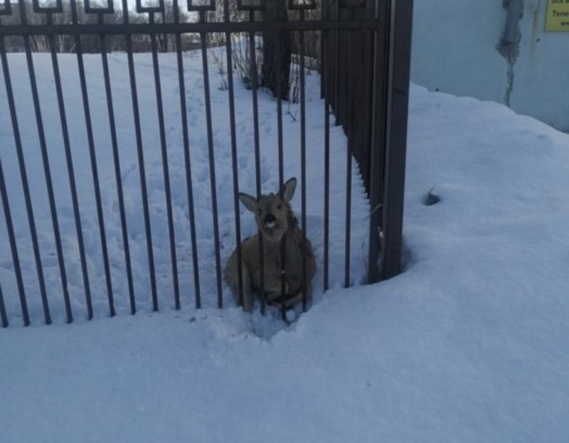 ���������� ������: ��������� ����� ��������� �� �������� � ������� � �������� ������ � ��������� �������