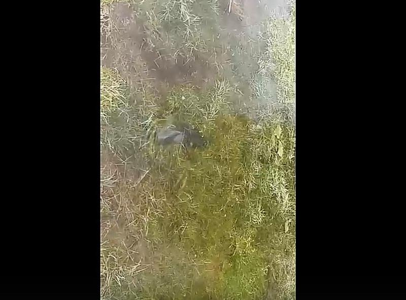 Брачные игры в воде сняты на видео неподалеку от Сызрани