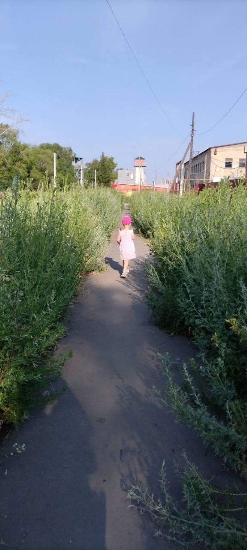 В Сызрани жители посёлка Западного ходят за хлебом «гуськом» через тернии