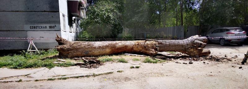 В центре Сызрани рухнуло гигантское дерево, которое горожане называли памятником