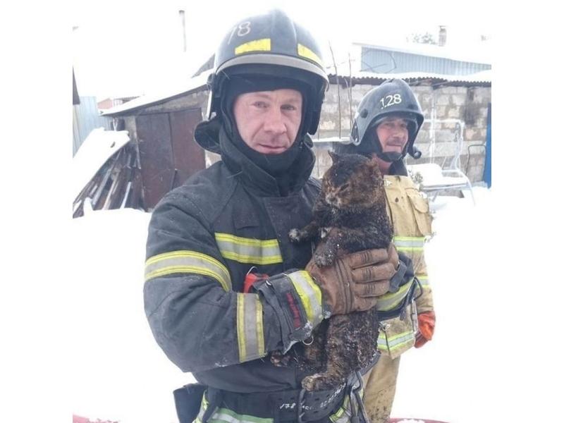 В Самарской области пожарные спасли кота - «погорельца»