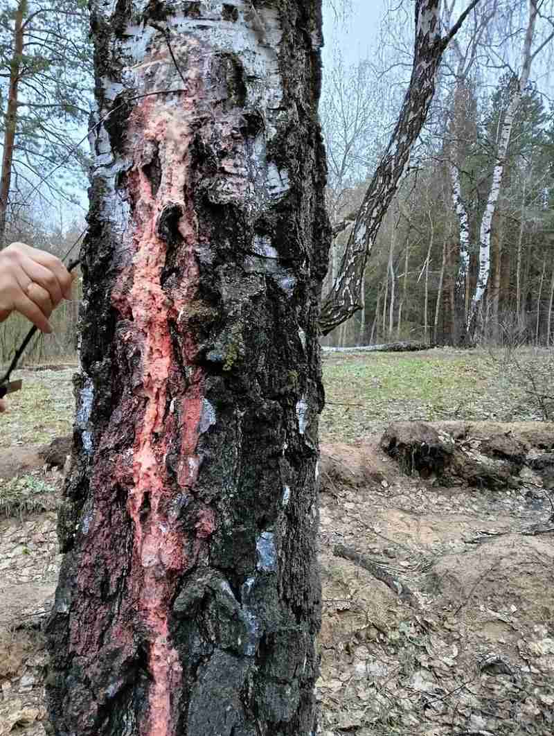 Калечат березы ради сока — оставшиеся в живых деревья буквально плачут кровавыми слезами