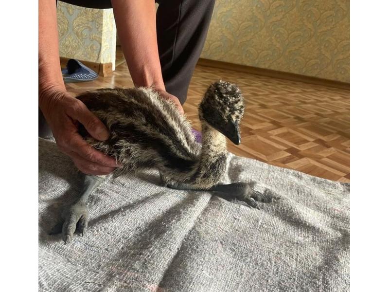 Изверги закрыли в коробку и выбросили в лесу маленького страусенка. Видео