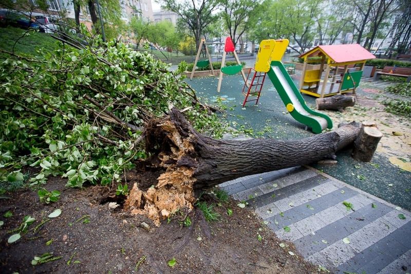 Пилите, Шура, пилите: всего три пильщика на всю Сызрань заняты сносом аварийных деревьев