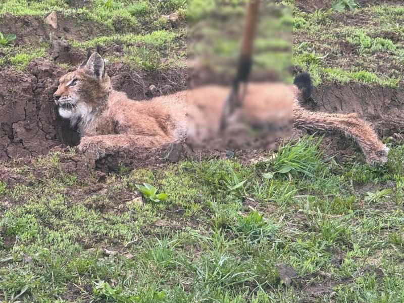 Рысь с бешенством напала на человека: сызранские охотники призывают людей к бдительности