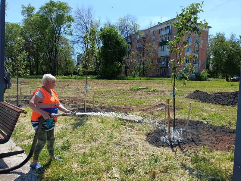 Вместо высохших сосен в сызранском сквере зазеленели стройные рябинки