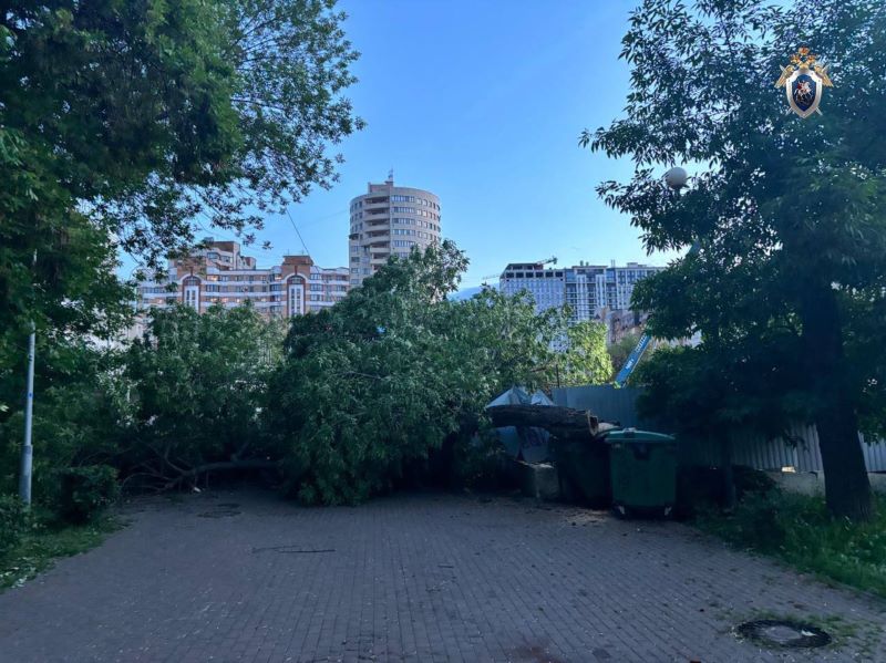 В Самарской области гигантское дерево рухнуло на коляску с ребёнком