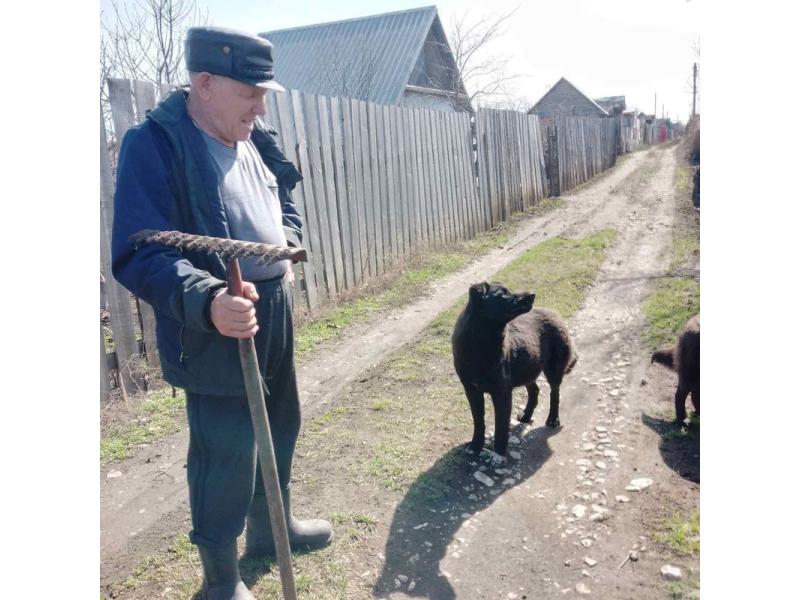Пожилой мужчина ушел в лес с собаками - вернулся лишь один пес 