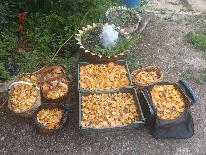 Лисичек можно было КАМАЗами вывозить - и потерявшие голову грибники заблудились в лесу