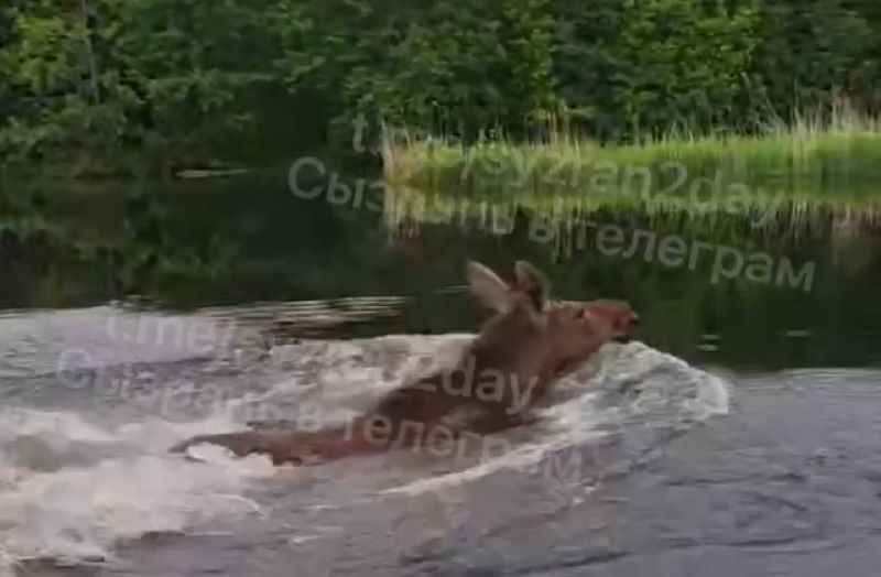 Жители Сызрани сняли на видео в черте города двух лосей