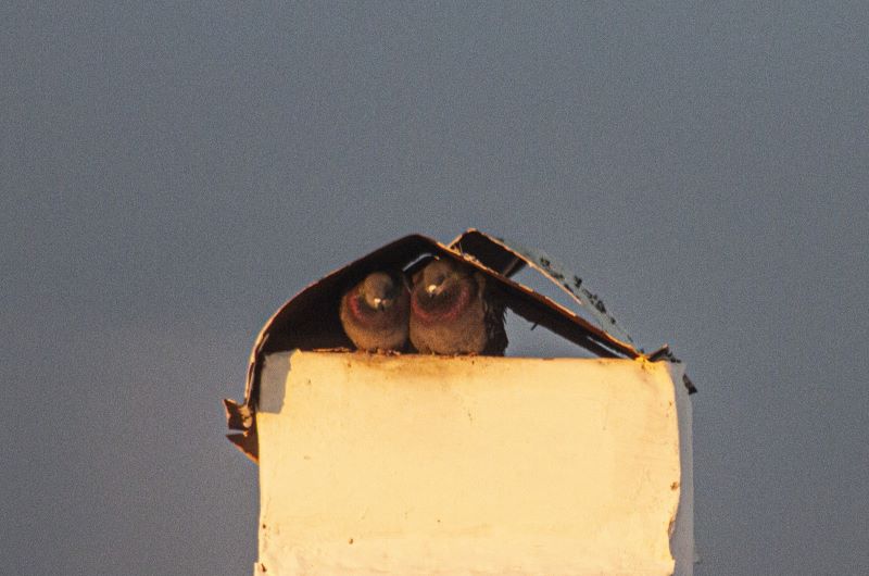 Режим беспилотной опасности пока не снят: что известно к этому часу