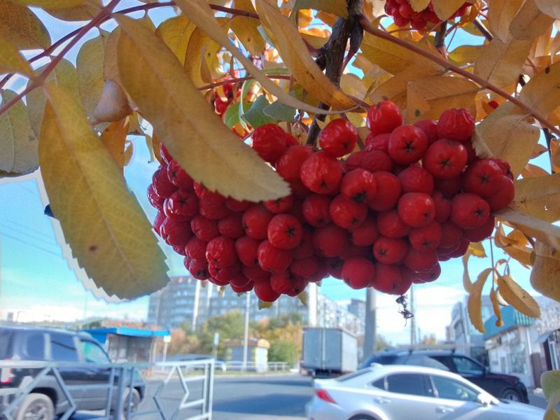 Метеорологи в прогнозе «напустили туману» - но в целом осень покидает Сызрань с теплой улыбкой