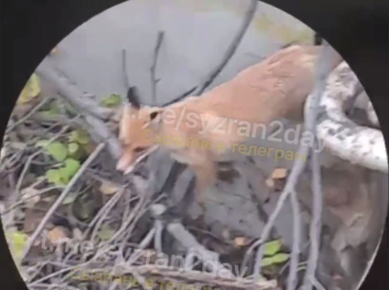 По центру Сызрани бегает лиса