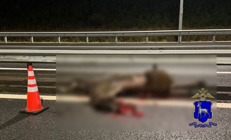 На дороге «Обход Тольятти» летевший на скорости автобус сбил лося