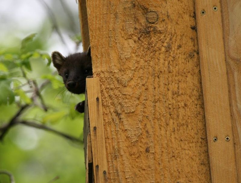 �������� ������ ������ ����� � ��������� ������� - � ���� ��������� ���� ������ �������