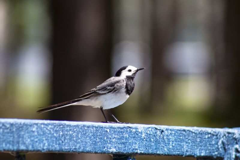 �����, ������, ������ ����� - � ������� ������� ����� ������������� ��